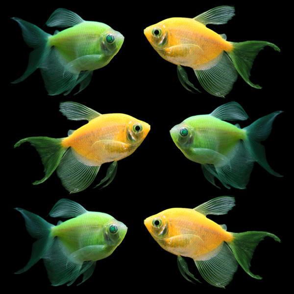 GloFish - **Tetra - Long Finned Assorted - Quantity of 6